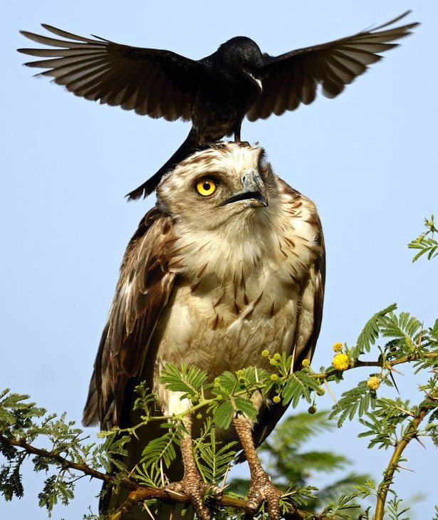 Picture 4 of Strange black crow with his head riding an eagle's neck