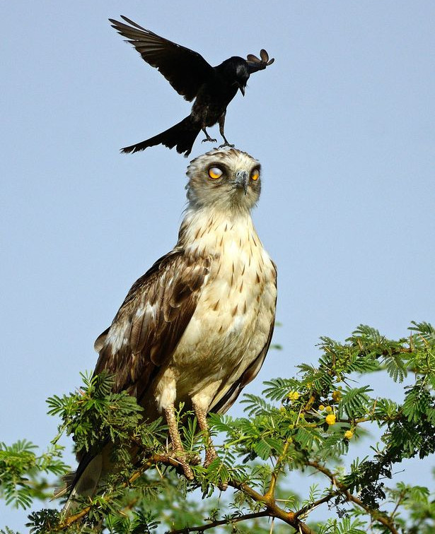 Picture 5 of Strange black crow with his head riding an eagle's neck