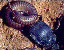 Picture 1 of Strange bloodthirsty behavior of beetles