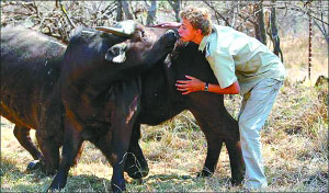 Picture 2 of Strange boy 'understands cow'