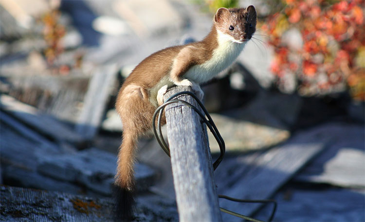 Picture 1 of Strange but particularly effective hunting tactics in the natural world