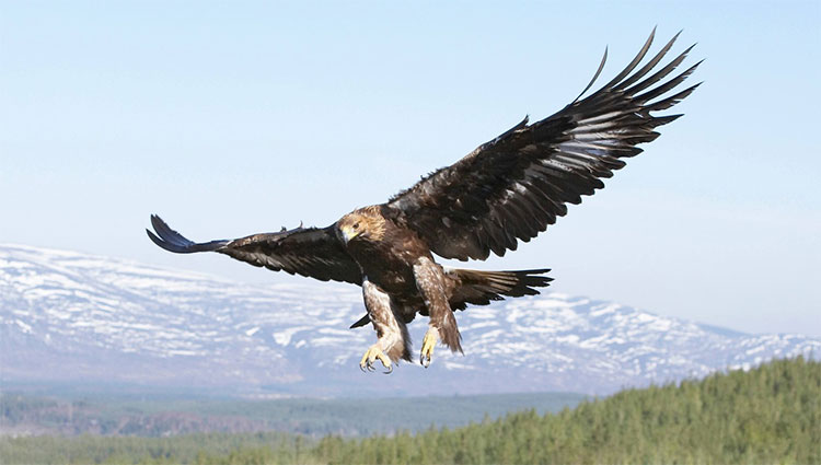 Picture 2 of Strange but particularly effective hunting tactics in the natural world