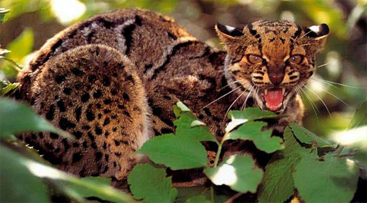 Picture 3 of Strange but particularly effective hunting tactics in the natural world