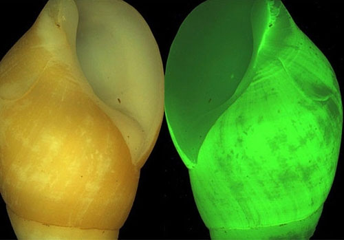 Picture 1 of Strange characteristics of snails