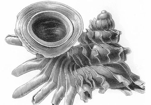 Picture 10 of Strange characteristics of snails