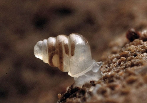 Picture 11 of Strange characteristics of snails