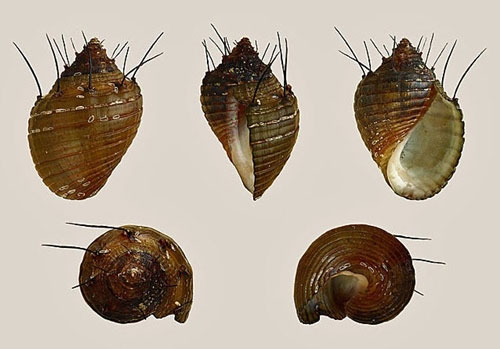 Picture 12 of Strange characteristics of snails