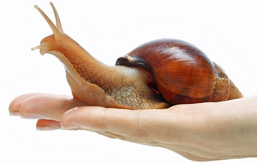 Picture 2 of Strange characteristics of snails