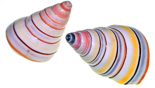 Picture 3 of Strange characteristics of snails