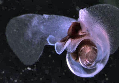 Picture 4 of Strange characteristics of snails
