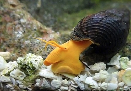 Picture 5 of Strange characteristics of snails