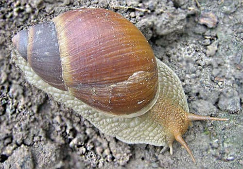 Picture 7 of Strange characteristics of snails