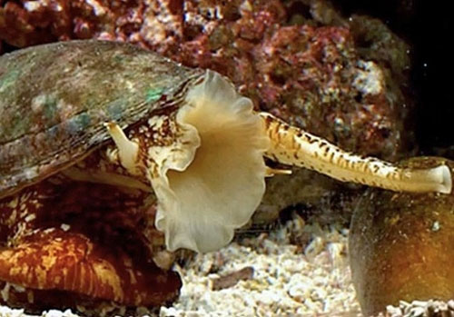 Picture 8 of Strange characteristics of snails