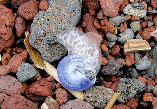 Picture 9 of Strange characteristics of snails