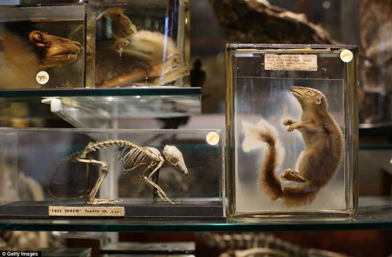 Picture 1 of Strange collection of animals
