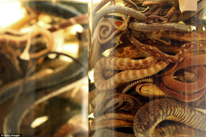 Picture 11 of Strange collection of animals