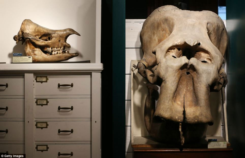 Picture 15 of Strange collection of animals