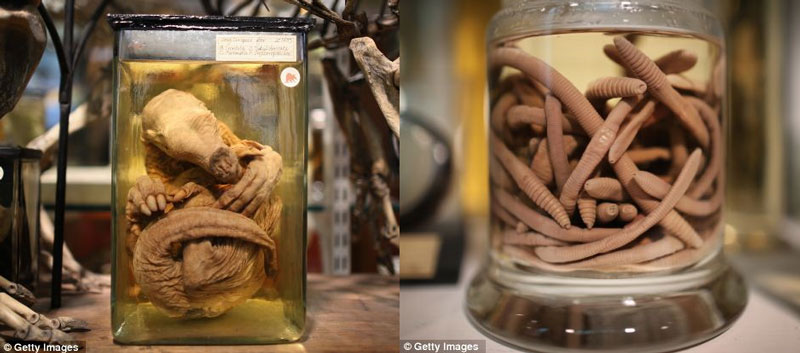 Picture 16 of Strange collection of animals