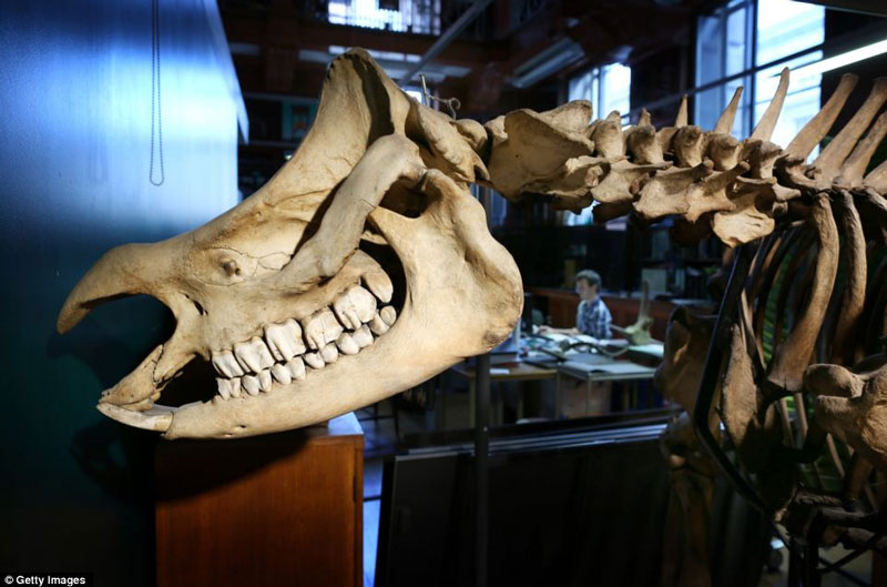 Picture 7 of Strange collection of animals