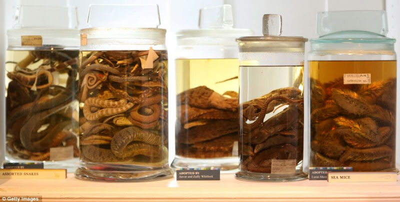 Picture 8 of Strange collection of animals