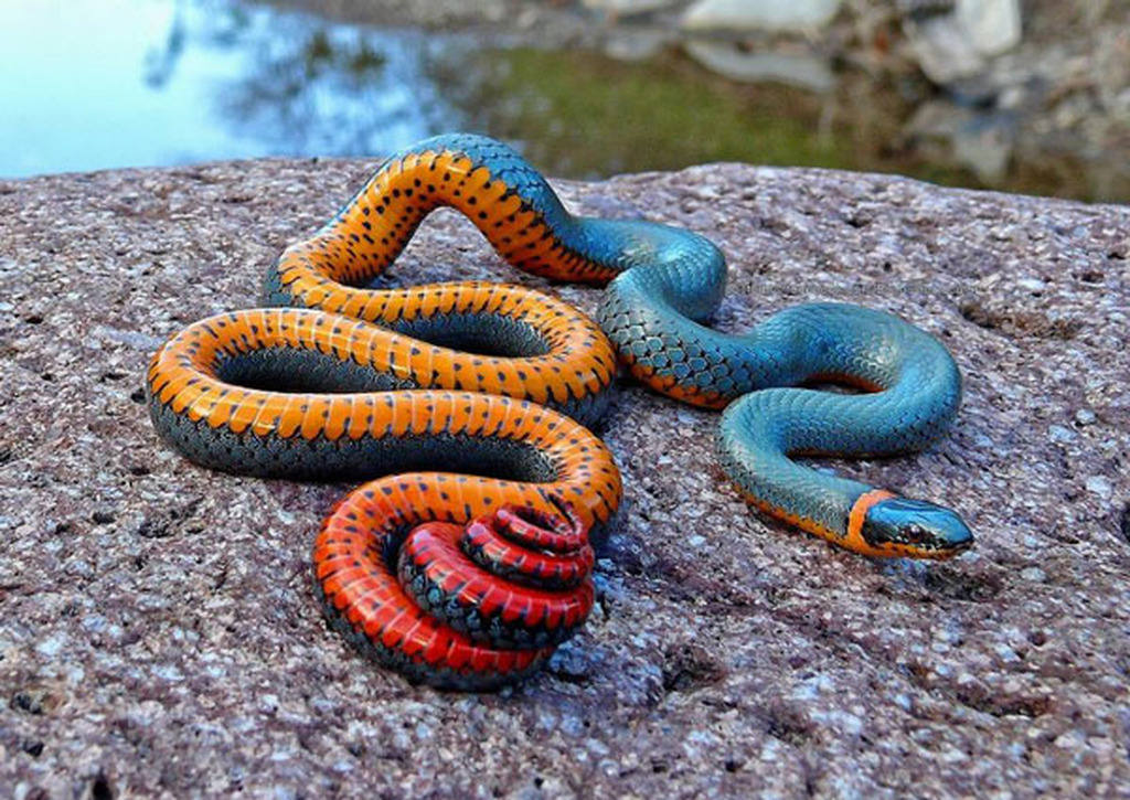 Picture 10 of Strange color beautiful creatures