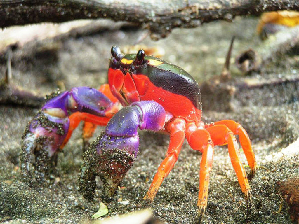 Picture 11 of Strange color beautiful creatures
