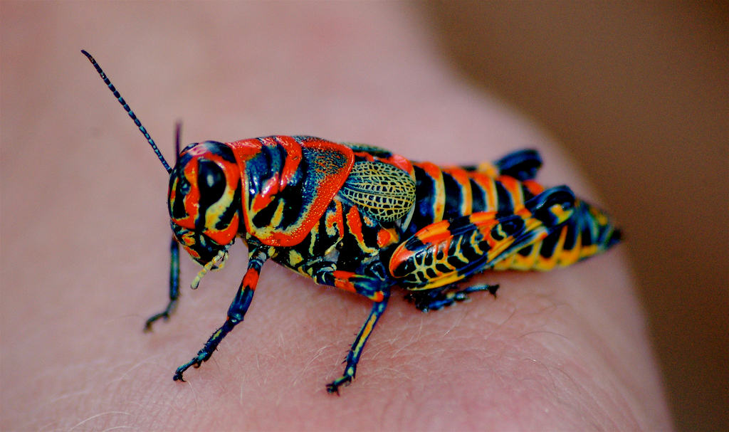 Picture 12 of Strange color beautiful creatures