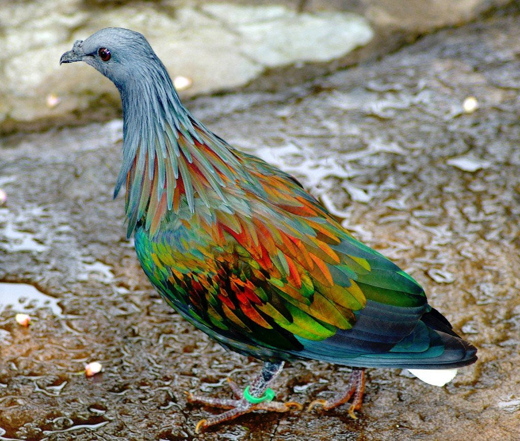 Picture 13 of Strange color beautiful creatures