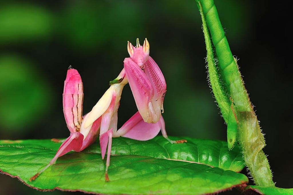 Picture 16 of Strange color beautiful creatures
