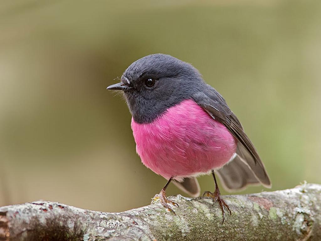 Picture 18 of Strange color beautiful creatures