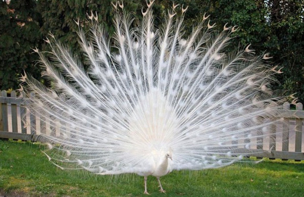Picture 19 of Strange color beautiful creatures