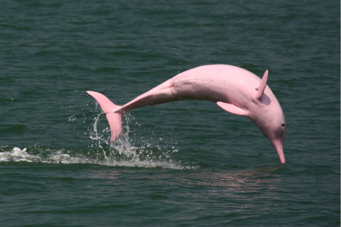 Picture 20 of Strange color beautiful creatures