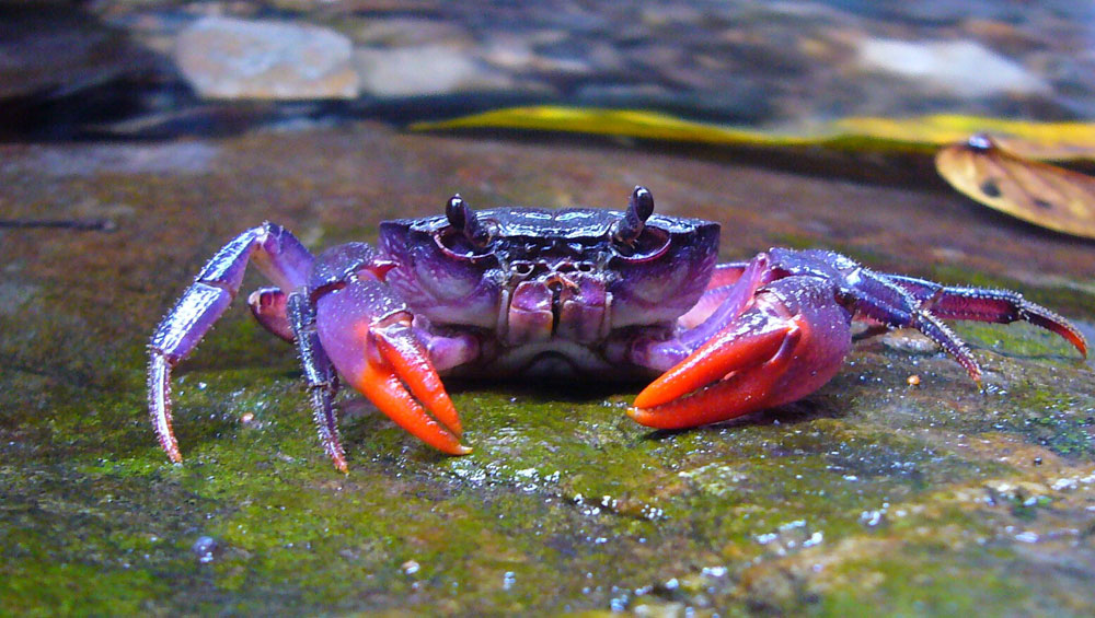Picture 21 of Strange color beautiful creatures