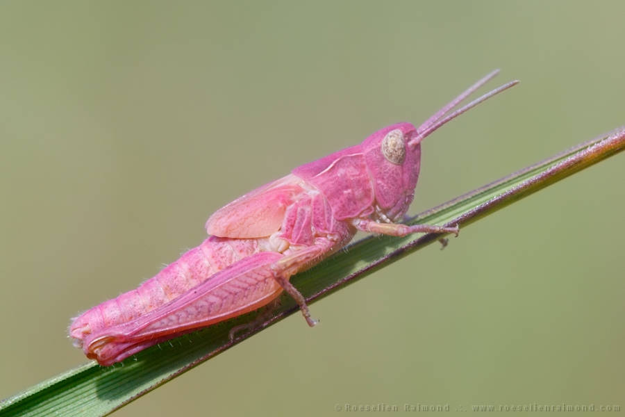 Picture 23 of Strange color beautiful creatures