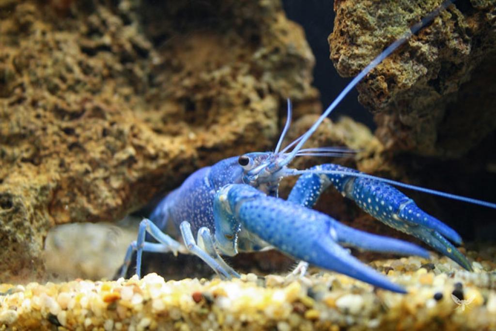 Picture 25 of Strange color beautiful creatures