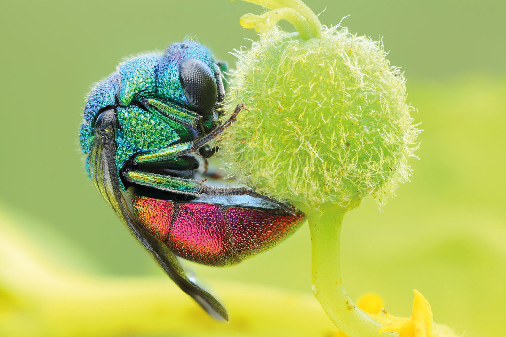 Picture 26 of Strange color beautiful creatures