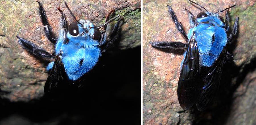 Picture 3 of Strange color beautiful creatures