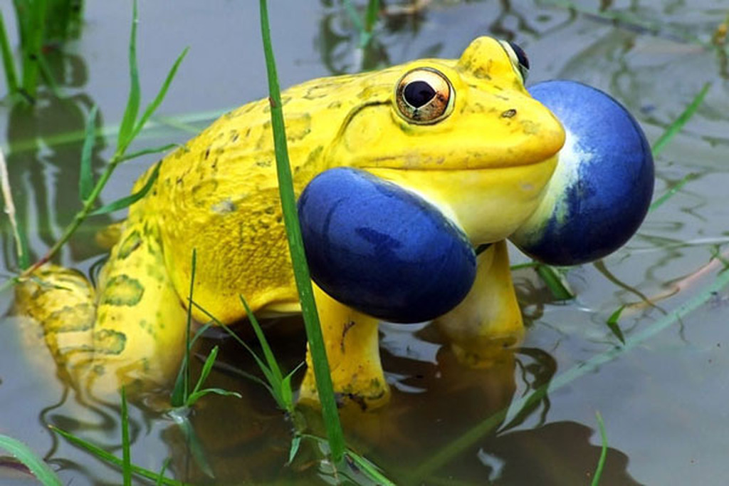 Picture 4 of Strange color beautiful creatures