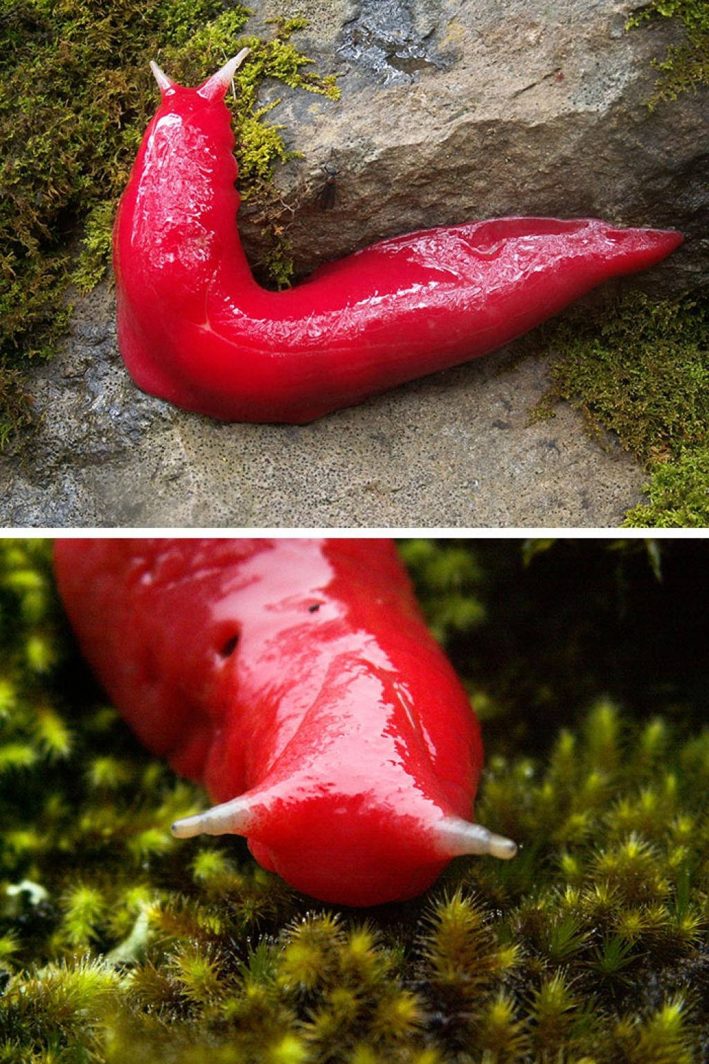 Picture 5 of Strange color beautiful creatures