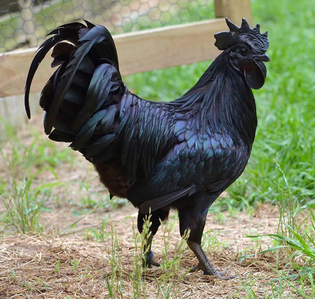 Picture 6 of Strange color beautiful creatures