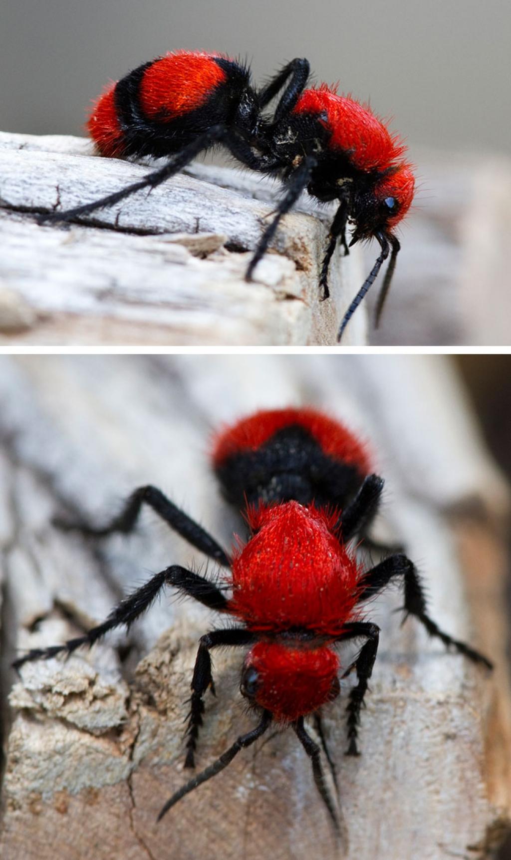 Picture 7 of Strange color beautiful creatures