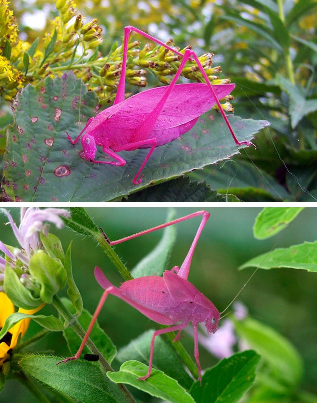Picture 9 of Strange color beautiful creatures