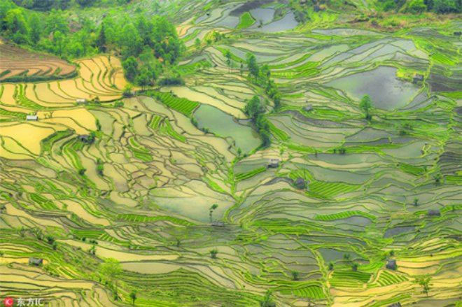 Picture 6 of Strange colorful terraced fields in Yunnan