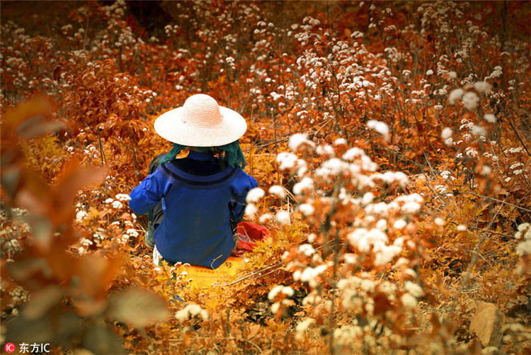 Picture 8 of Strange colorful terraced fields in Yunnan