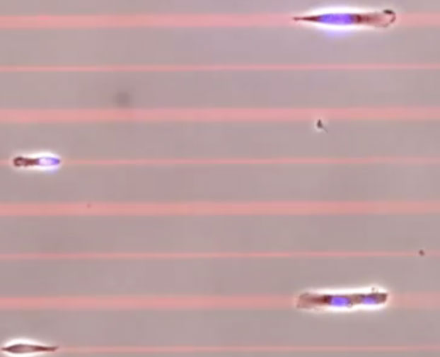 Strange contest 'fastest cell in the world' images 1