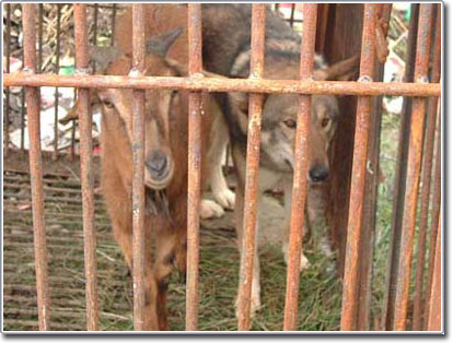 Picture 1 of Strange couple at Chinese zoo