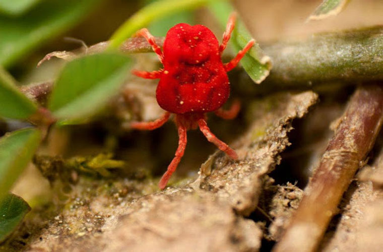 Picture 9 of 'Strange creature' dubbed 'natural Viagra'