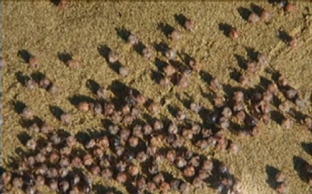Picture 1 of Strange creatures appear on the coast of Hawaii