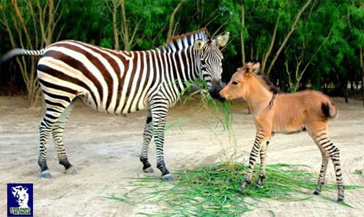 Picture 1 of Strange creatures are crossed from zebras and donkeys