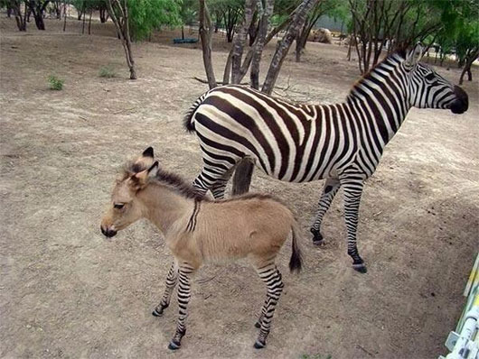 Picture 2 of Strange creatures are crossed from zebras and donkeys